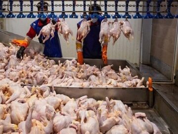 قیمت مصوب گوشت مرغ در مازندران کیلویی ۱۰۵ هزار تومان است