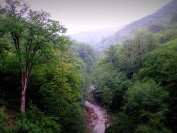 داغ پلنگ و تولد گوزن؛ نبض حیات در جنگل می‌تپد