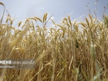 جلسه کارشناسی برای تعیین قیمت گندم امروز برگزار می‌شود