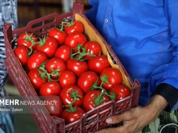 پیش بینی ۷۵ تن گوجه فرنگی در هکتار از زمین های کشاورزی گچساران