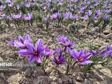 برداشت زعفران در آزادشهر آغاز شد؛ ۵۰۰ هکتار زمین زیر کشت این محصول