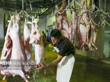 سوداگری در بازار دام و گوشت قرمز