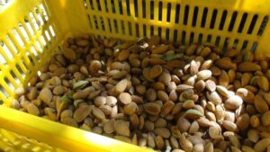 اجرای طرح ارقام امیدبخش بادام با هدف مقابله با سرمازدگی و آفات