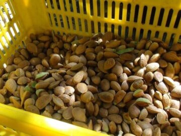 اجرای طرح ارقام امیدبخش بادام با هدف مقابله با سرمازدگی و آفات