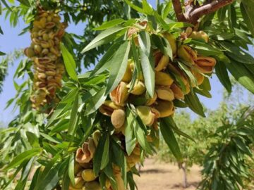سرمازدگی بهاره و آفات تهدیدی برای باغات چهارمحال و بختیاری