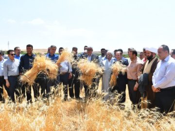 جشن برداشت گندم در مراغه با حضور مسئولان و کشاورزان نمونه