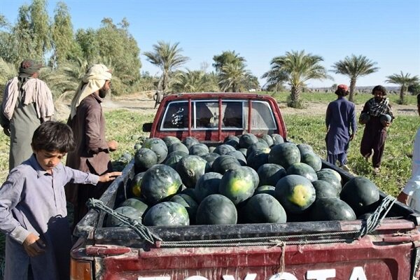 از چیتک سیستان تا پامچال بلوچستان؛ هندوانه‌هایی شیرین در خانه ایرانیان