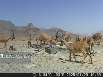 تامین آب و علوفه برای حیات‌وحش اصفهان؛  زیستگاه‌ها در معرض خشکسالی