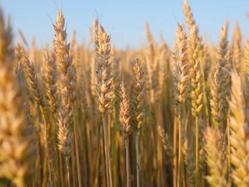پرداخت ۴۰۰ میلیارد تومان به گندم‌کاران لرستانی