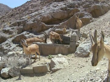 منابع آبی پناهگاه حیات‌وحش یخاب با لایروبی چشمه‌ها تقویت می‌شود