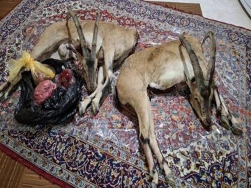 دستگیری شکارچیان غیرمجاز در فیروزکوه با کشف لاشه دو کل وحشی