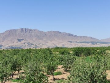 بادام؛ محصولی استراتژیک و بومی در چهارمحال و بختیاری