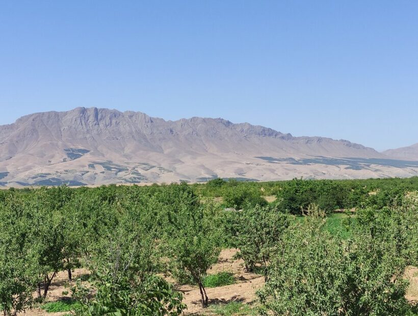 بادام؛ محصولی استراتژیک و بومی در چهارمحال و بختیاری