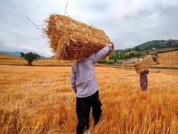 ۴۳ هزار میلیارد تومان از بدهی‌های گندم‌کاران پرداخت شد
