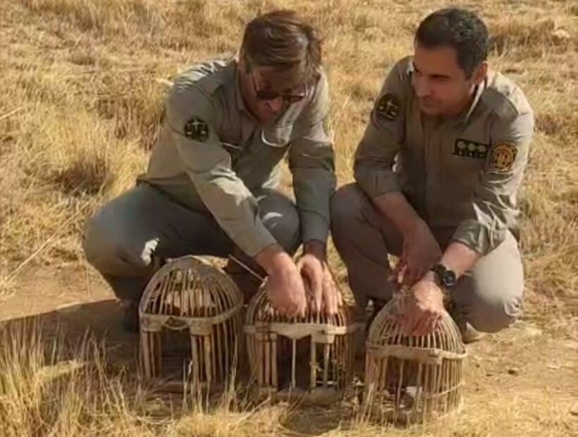 رهاسازی ۳ قطعه کبک در سقز