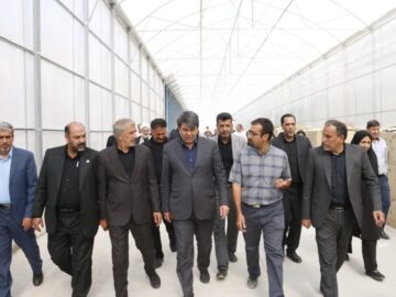 تغییر الگوی کشت راهبرد کلیدی نجات بخش کشاورزی کرمان است