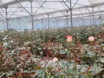بهره‌برداری از مرغداری ۲۰ هزار قطعه‌ای و گلخانه تولید گل رز در قروه
