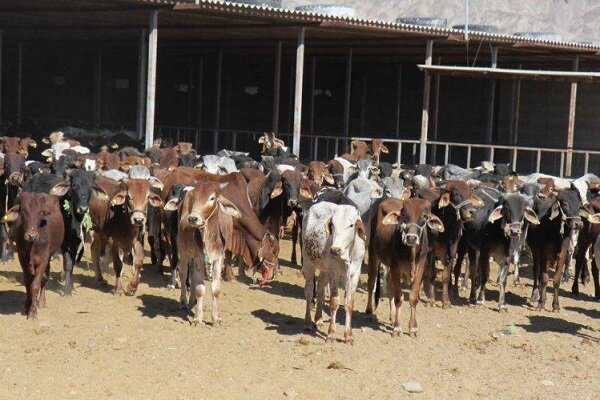 سیستان و بلوچستان یکی از مراکز راهبردی کشور در حوزه دامپروری
