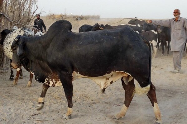 سیستان و بلوچستان یکی از مراکز راهبردی کشور در حوزه دامپروری
