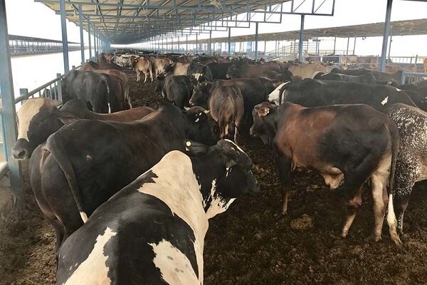 سیستان و بلوچستان یکی از مراکز راهبردی کشور در حوزه دامپروری