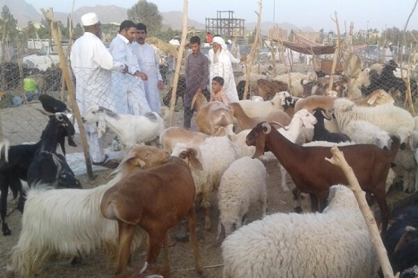 سیستان و بلوچستان یکی از مراکز راهبردی کشور در حوزه دامپروری
