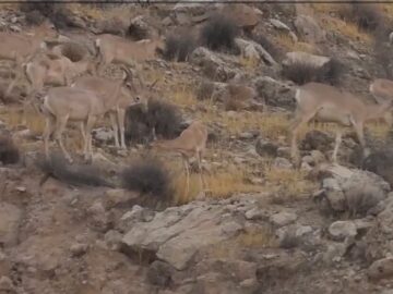 حیات وحش منطقه شکار ممنوع کوه سیاه بخش بوشکان