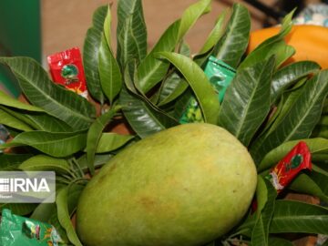 جشنواره‌ای از عطر و طعم‌ انبه و یاسمین‌گل در میناب هرمزگان