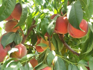 برداشت هلو از باغات چهارمحال و بختیاری؛ محصولی شیرین با دغدغه‌های تلخ بازار و فرآوری