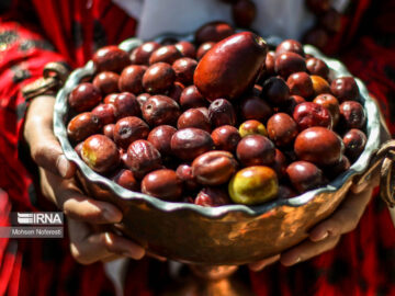 عناب، مُروارید سرخ خراسان جنوبی در مسیر دیده شدن + فیلم