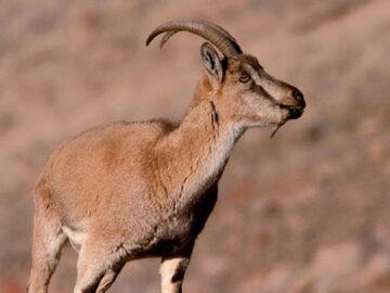 تشنگی، کل و بزهای کوهی تشنه را به روستای «کره» در شهرستان دنا کشاند
