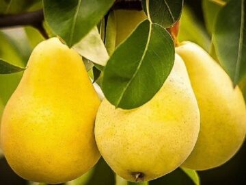 آغاز برداشت ۵۷۰۰ تن گلابی از باغات آذربایجان‌غربی