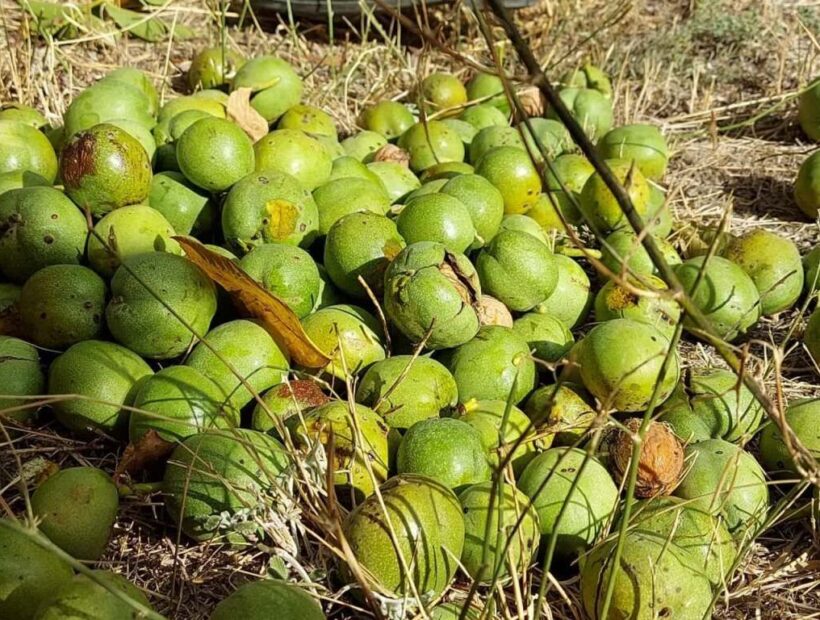 جهانی شدن گردوی تویسرکان با صنایع تبدیلی