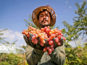 ارزش اقتصادی انگور خراسان شمالی ۲۵ هزار میلیارد ریال برآورد شد