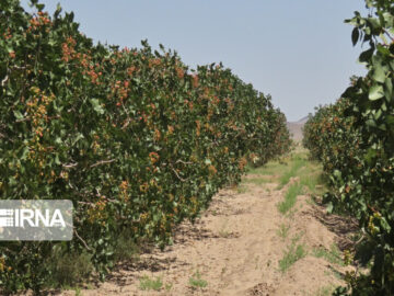 کشت پسته در ابرکوه یزد، راهکار مدیریت منابع آب