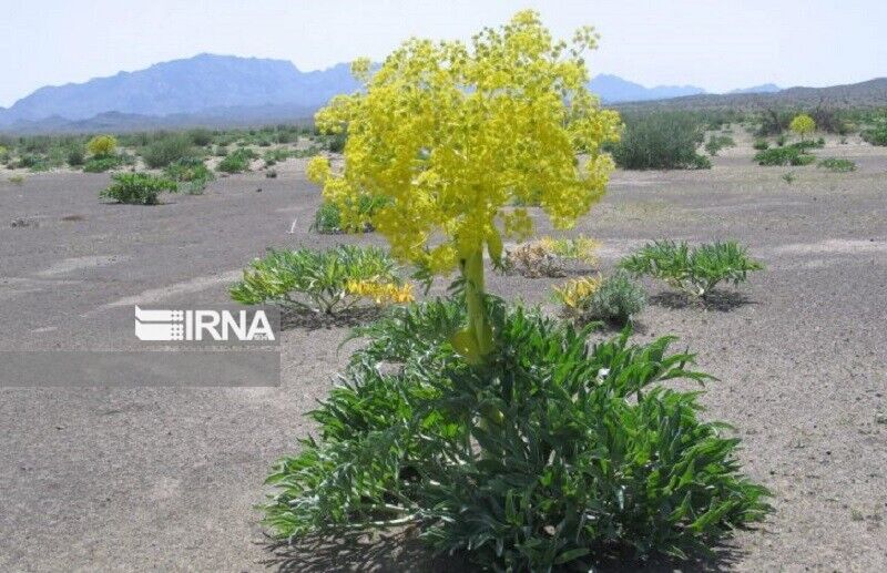 برداشت ۸۸۰ کیلوگرم شیره باریجه از مراتع شهرستان بجنورد