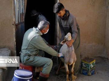 اجرای واکسیناسیون تب برفکی در قم/ دامداران همکاری کنند