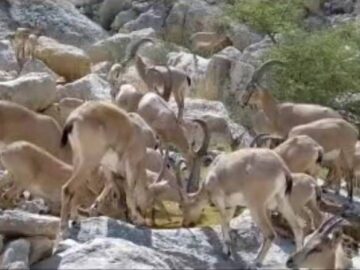 فیلم| آبشخورها؛ راهکاری برای رفع تشنگی حیات‌وحش در مناطق حفاظت‌شده گچساران