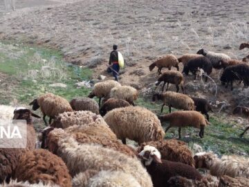 قاچاقچیان دام زنده در بوشهر بیش از ۹ میلیارد ریال جریمه شدند