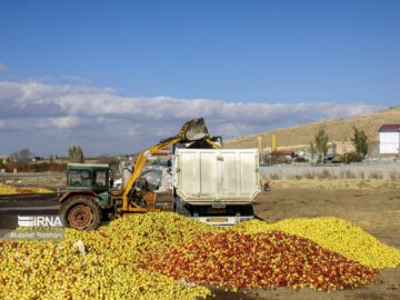 ۳۲ مرکز در آذربایجان‌غربی آماده خرید سیب صنعتی شد
