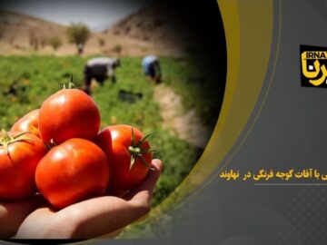 مبارزه بیولوژیکی با آفات گوجه فرنگی در  نهاوند+فیلم
