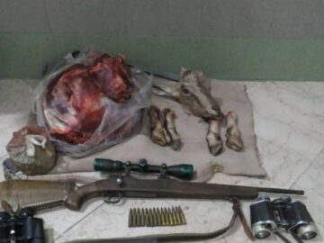لاشه ۲ راس قوچ وحشی در تایباد کشف شد