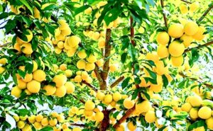 پیش بینی برداشت حدود چهار هزار تُن آلو از باغ‌های خوانسار