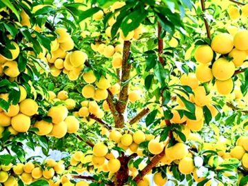 پیش بینی برداشت حدود چهار هزار تُن آلو از باغ‌های خوانسار