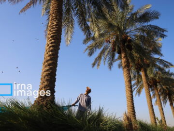 برداشت خرما از نخلستان های کارون
