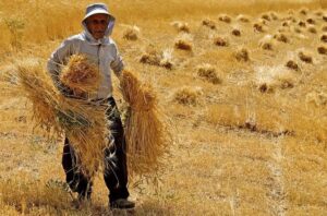 ۲۹.۴ همت معادل صددرصد مطالبات گندمکاران خوزستانی پرداخت شد