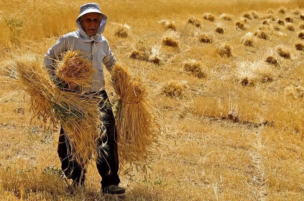 ۲۹.۴ همت معادل صددرصد مطالبات گندمکاران خوزستانی پرداخت شد