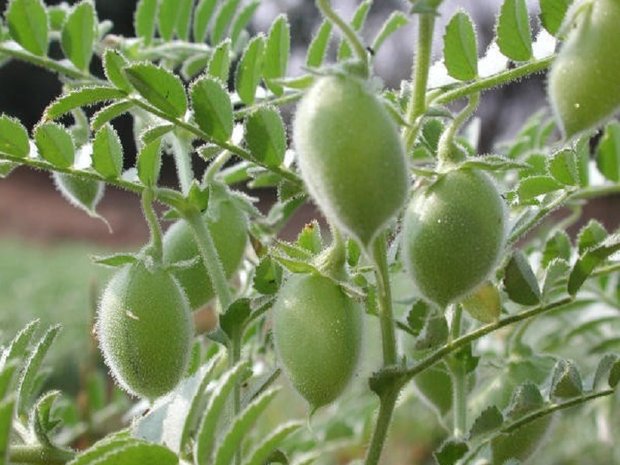 طلای دیمزارهای کرمانشاه در جیب دلالان برشته میشود