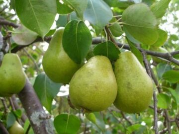 تولید ۶۶۰۰ تن گلابی در آذربایجان شرقی