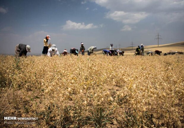 طلای دیمزارهای کرمانشاه در جیب دلالان برشته میشود