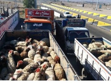 ناکامی قاچاقچیان احشام در بندرعباس